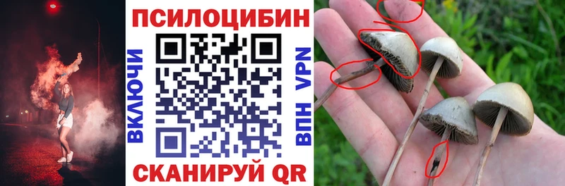 Псилоцибиновые грибы Psilocybe  купить  цена  ОМГ ОМГ как зайти  Нерчинск 